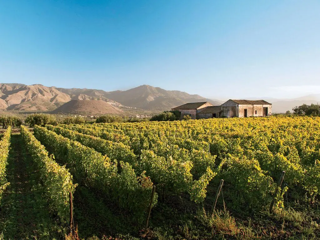 Grape field