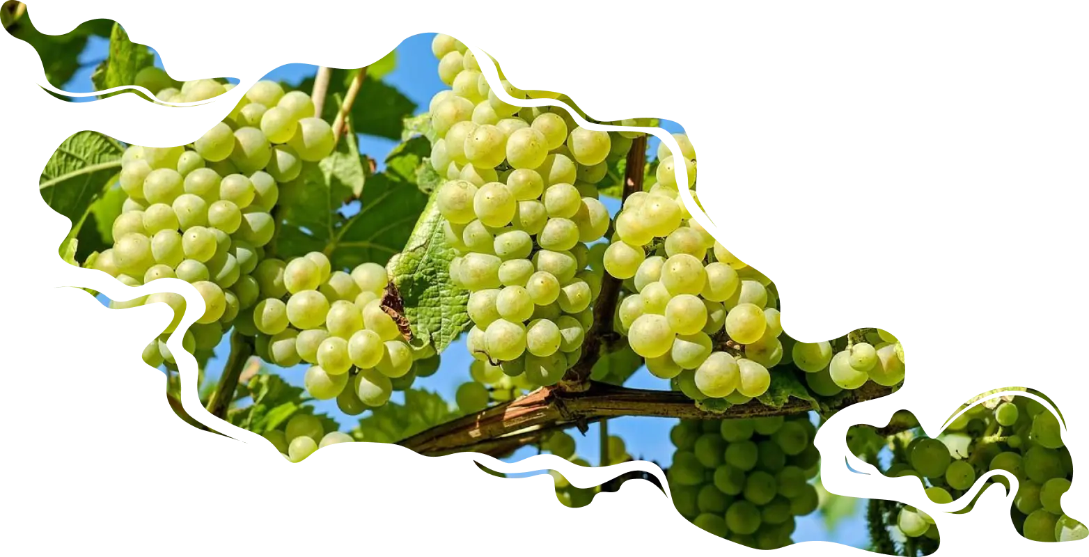 Vine